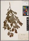 Foto von Salix aurita L.